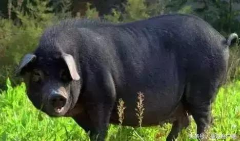 贾鲁河桥上信阳土豪哥晒200米长腊肉，四川最能吃的腊肉