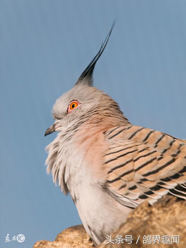 赛鸽足环是什么样子，智能安全“划重点”