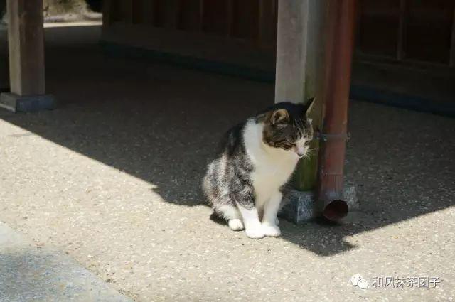 镰仓在日本哪里，日本旅游不能错过的十个历史小镇（镰仓——你不可错过的游玩景点）