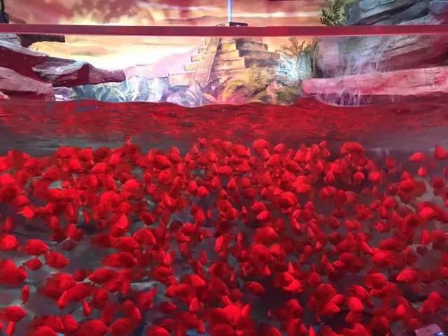重庆主城超适合亲子游的好去处，周末重庆主城亲子游玩地点推荐