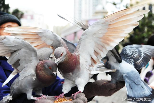 赛鸽足环是什么样子，智能安全“划重点”
