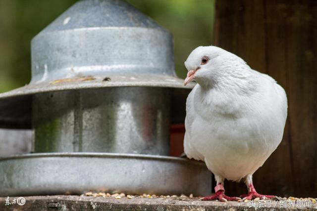 赛鸽足环是什么样子，智能安全“划重点”