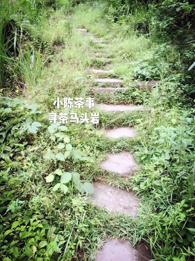 大红袍什么味道，岩茶的大红袍是什么味道（喝起来是什么味道）