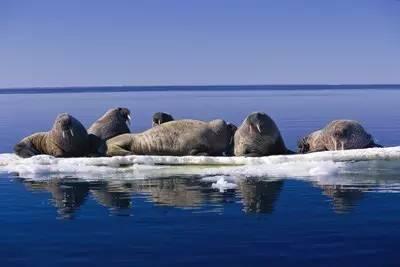 海豹和海狮的区别图片，海狮跟海豹的区别（你还傻傻分不清吗）