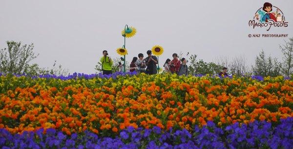 马可波罗游记云南，马可波罗花世界里穿越约起