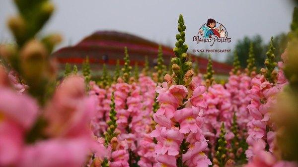 马可波罗游记云南，马可波罗花世界里穿越约起