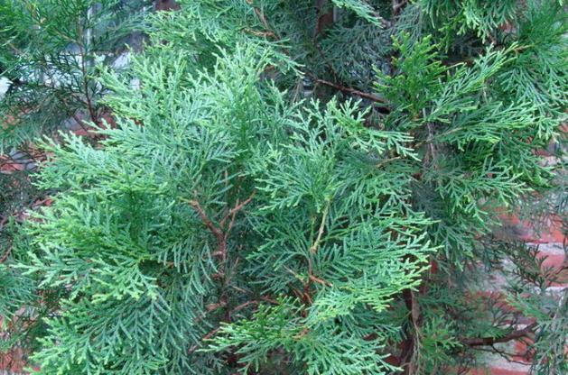 治疗脱发最好的方法偏方，民间治疗脱发的偏方