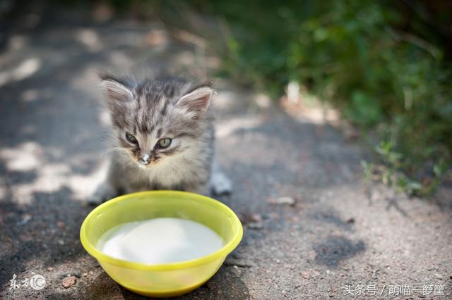 猫喝牛奶会怎么样，猫咪喝牛奶对它身体有什么影响（猫咪为什么不能喝牛奶）