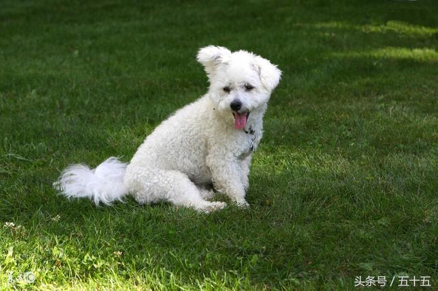 纯种比熊犬的性格特征，你家的“比熊”纯不纯