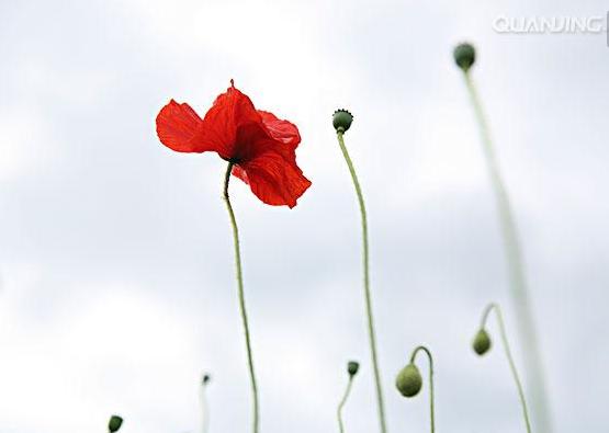 一年四季的花有几种花语，不同颜色寓意也不一样