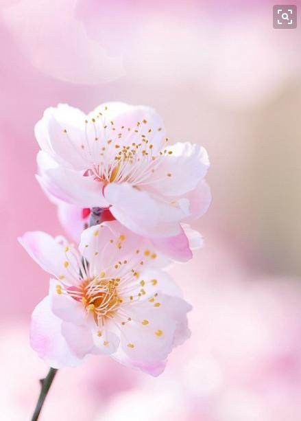 一年四季的花有几种花语，不同颜色寓意也不一样