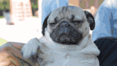 日常沙雕表情包，100个沙雕小表情动态包合集（全球最火的25个GIF表情包）