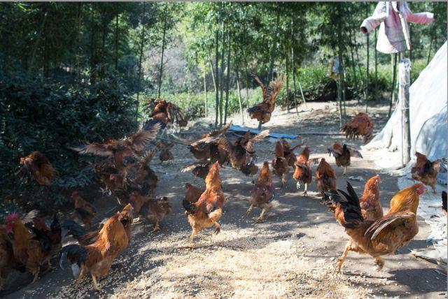 正宗海南腌鸡的做法，强推超级美味毛腌鸡