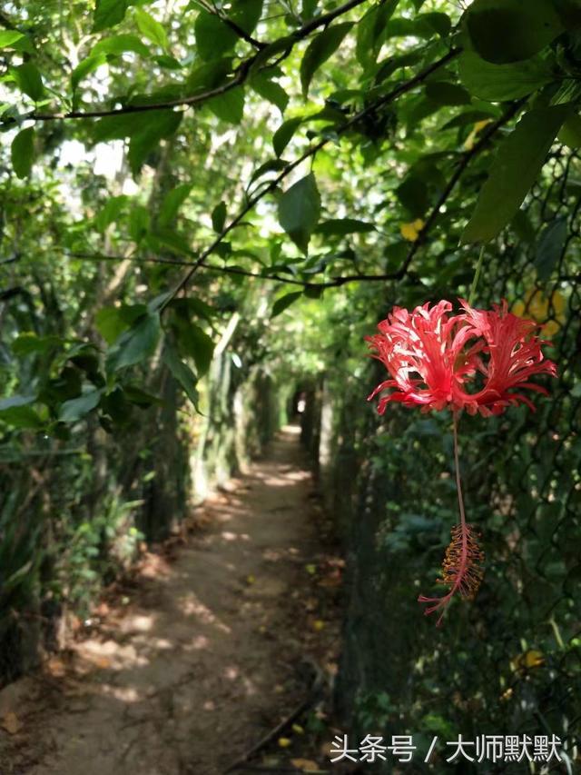 到斯里兰卡旅游的签证要求，旅行达人教你怎么玩斯里兰卡