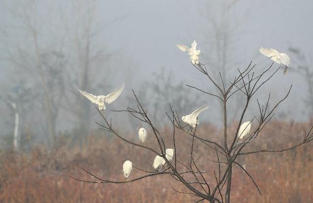 盐城市丹顶鹤自然保护区简介，探访江苏盐城丹顶鹤湿地保护区