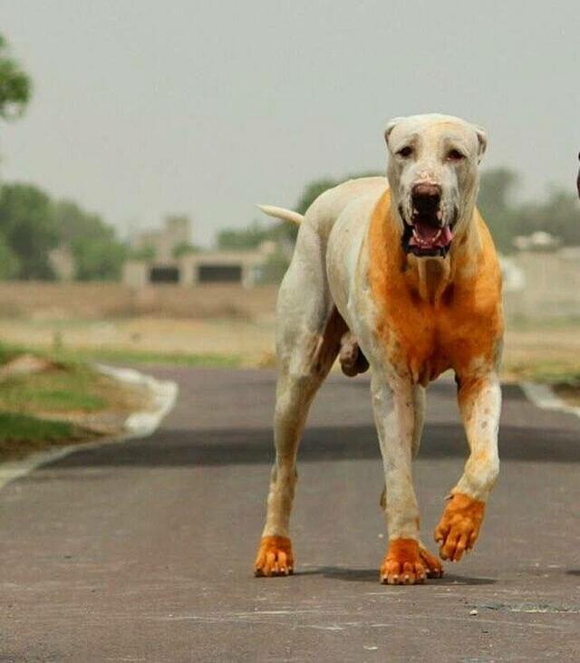 多元进化风暴战犬，终极杀戮机器库达犬