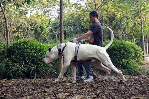 多元进化风暴战犬，终极杀戮机器库达犬