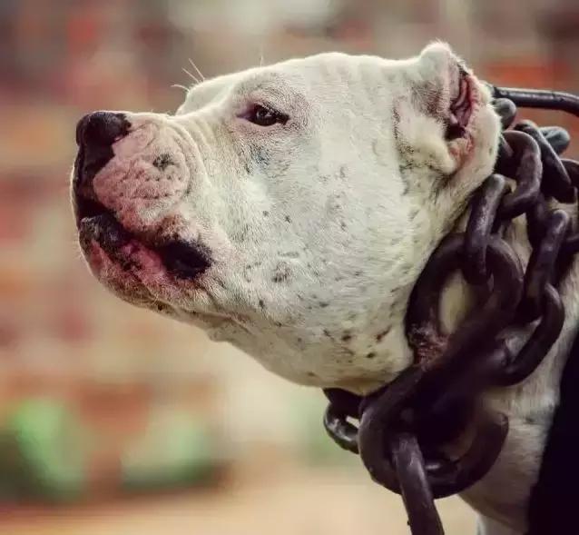 多元进化风暴战犬，终极杀戮机器库达犬