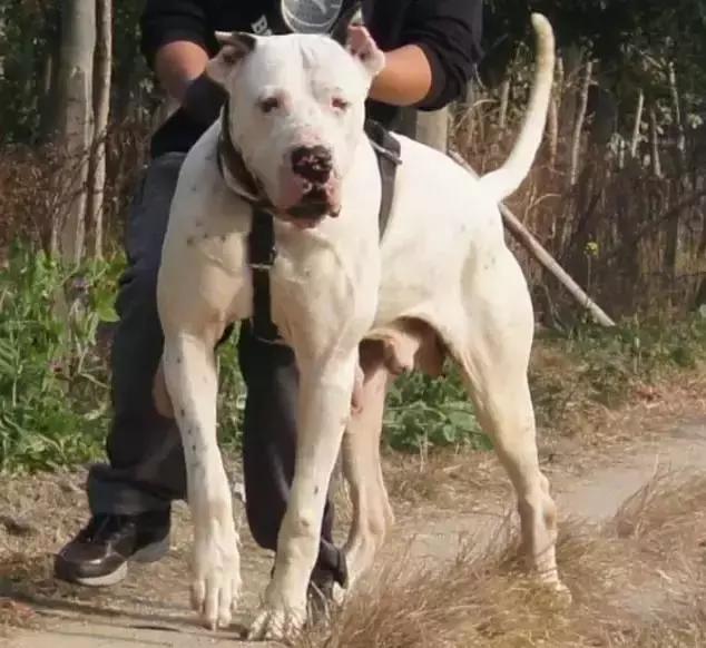 多元进化风暴战犬，终极杀戮机器库达犬