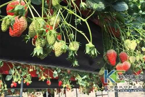 草莓无土栽培指导手册，草莓无土栽培的方法