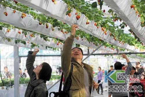 草莓无土栽培指导手册，草莓无土栽培的方法