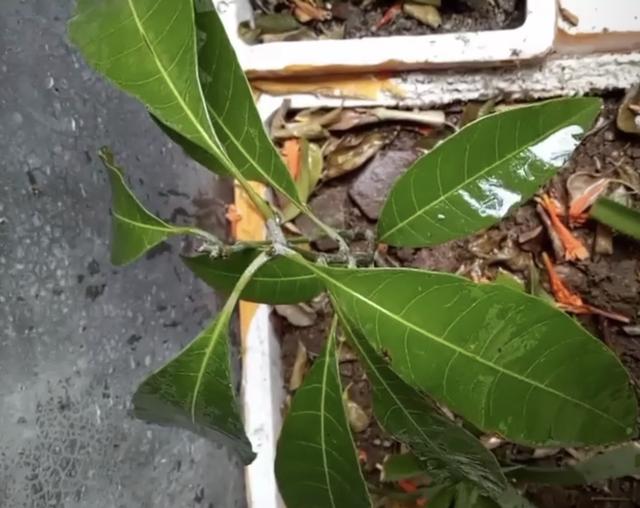 芒果怎么种植方法，种植芒果小妙招（掌握4个步骤盆栽美味芒果）