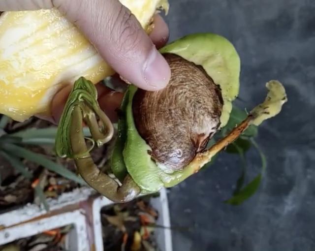 芒果怎么种植方法，种植芒果小妙招（掌握4个步骤盆栽美味芒果）