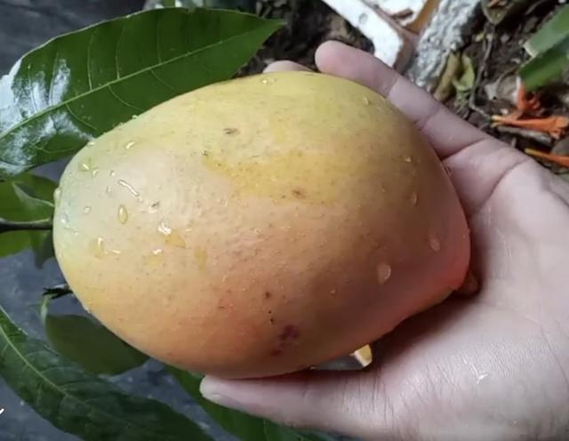 芒果怎么种植方法，种植芒果小妙招（掌握4个步骤盆栽美味芒果）