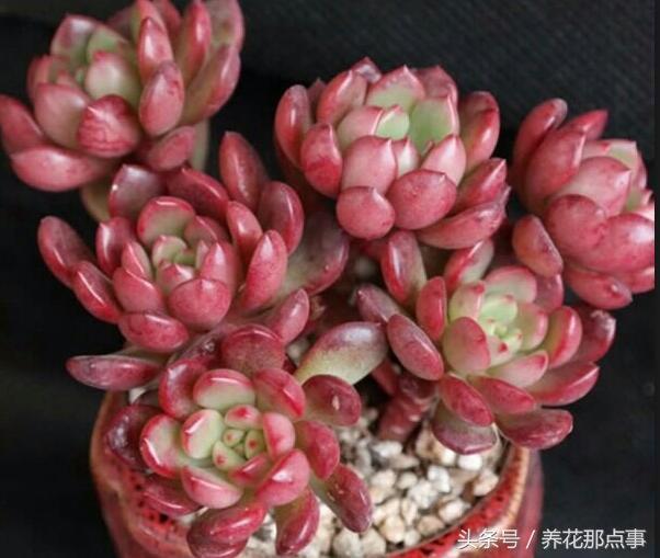 适合过年的红色多肉，让你红红火火过新年