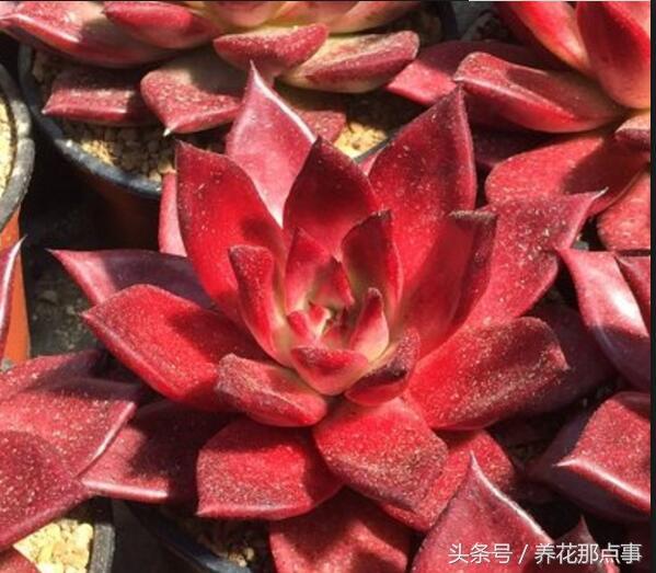 适合过年的红色多肉，让你红红火火过新年