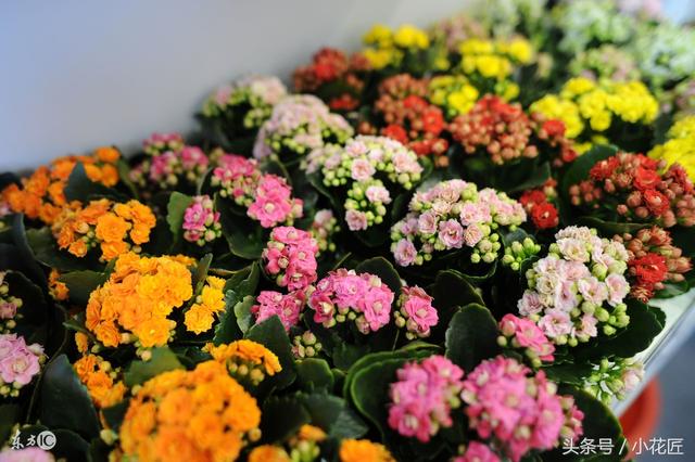 无阳光耐寒冷的植物，冬天10种耐寒的植物