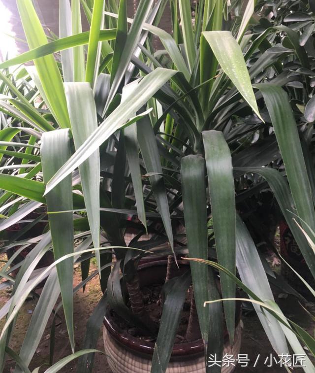 无阳光耐寒冷的植物，冬天10种耐寒的植物