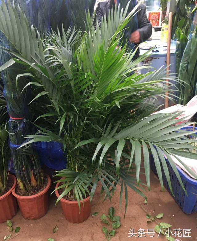 无阳光耐寒冷的植物，冬天10种耐寒的植物