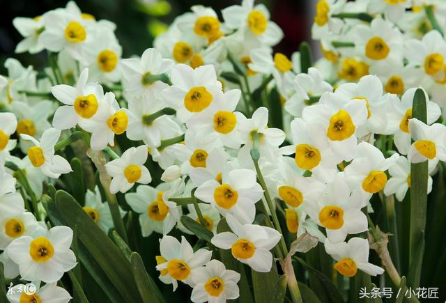 无阳光耐寒冷的植物，冬天10种耐寒的植物