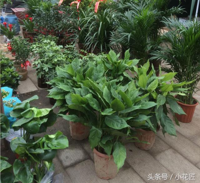 无阳光耐寒冷的植物，冬天10种耐寒的植物