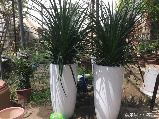 无阳光耐寒冷的植物，冬天10种耐寒的植物
