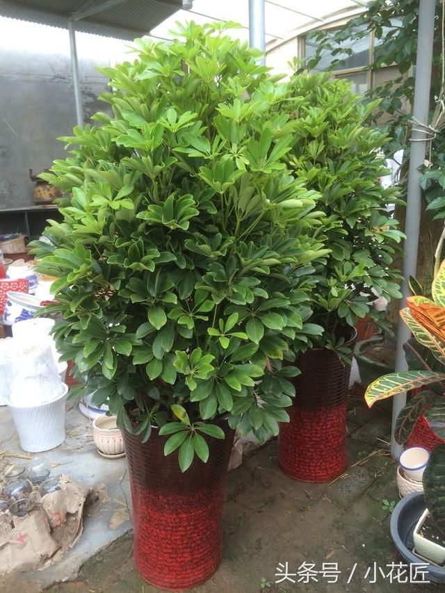 无阳光耐寒冷的植物，冬天10种耐寒的植物