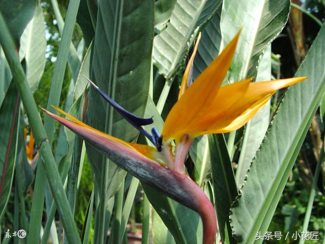 无阳光耐寒冷的植物，冬天10种耐寒的植物