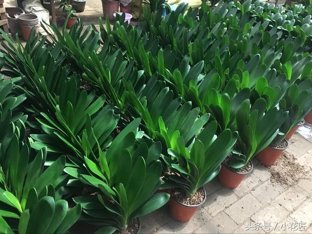 无阳光耐寒冷的植物，冬天10种耐寒的植物