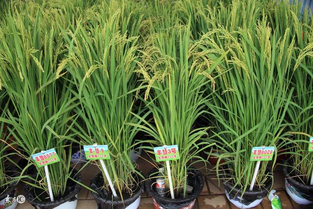 香精香料的使用方法，香精香料-香料知识