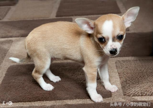 适合女生养的狗狗，盘点适合女生养的狗（适合女孩子养得6种狗狗）