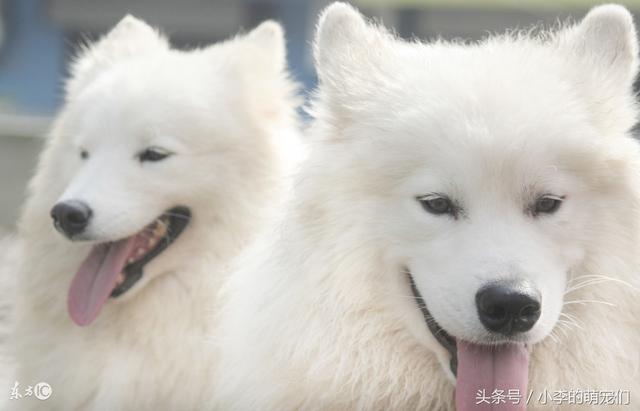 适合女生养的狗狗，盘点适合女生养的狗（适合女孩子养得6种狗狗）