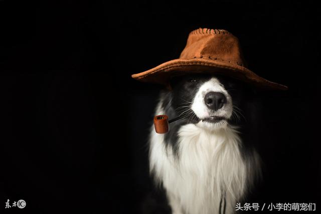 适合女生养的狗狗，盘点适合女生养的狗（适合女孩子养得6种狗狗）