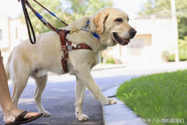 适合女生养的狗狗，盘点适合女生养的狗（适合女孩子养得6种狗狗）