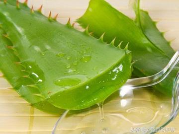 纯天然万能芦荟胶，万能芦荟胶真的有这么神奇吗