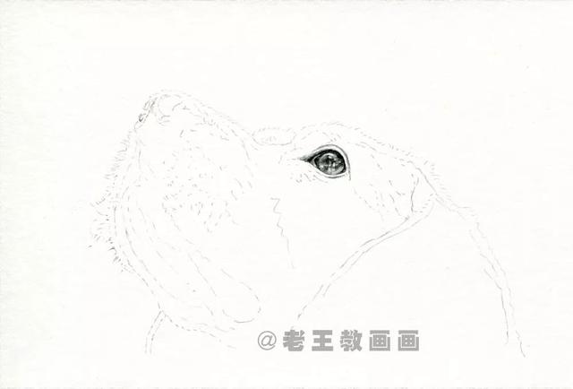 经典铅笔画狗，教你画一只可爱的狗狗