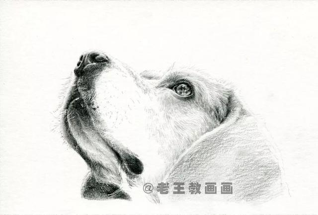 经典铅笔画狗，教你画一只可爱的狗狗