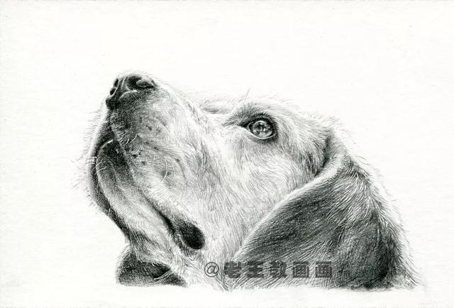 经典铅笔画狗，教你画一只可爱的狗狗