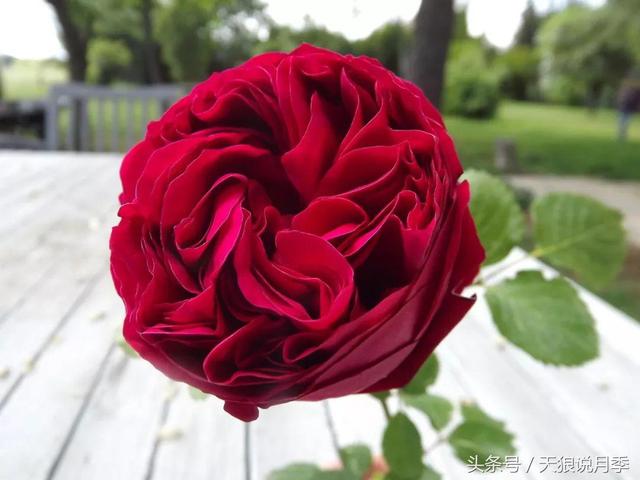 红色龙沙宝石能长多长，到底是什么宝石