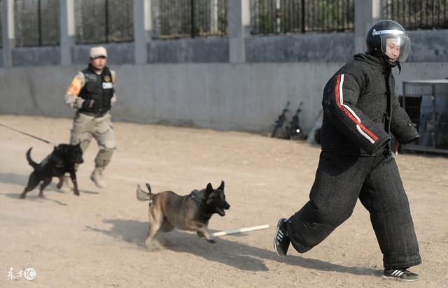 比利时牧羊犬玛利诺犬，玛利诺犬才艺爆棚